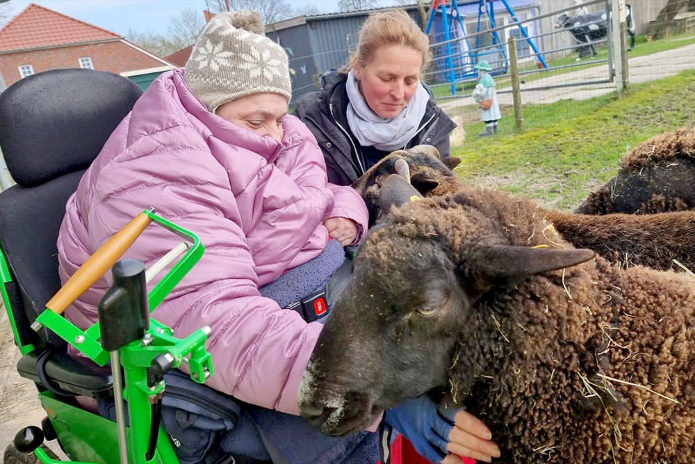Schafe bei einer Begegnung
